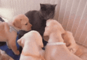 not_for_sale2022_0-1642311674688.gif