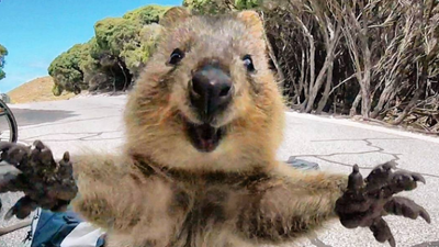 quokka.png