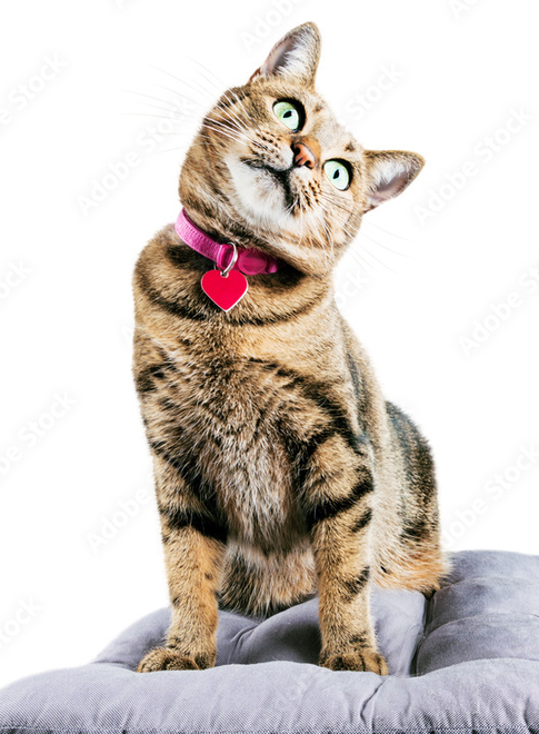 tasfleur_0-1644480485972.png