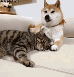 tasfleur_1-1644651838288.gif