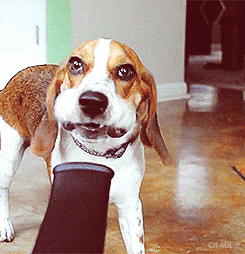 tasfleur_0-1647829237425.gif