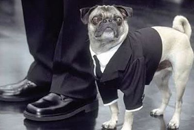 Will Smith Dogg.jpg