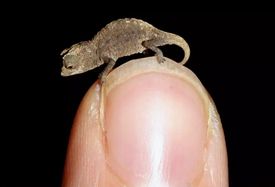 World's smallest reptile.jpg
