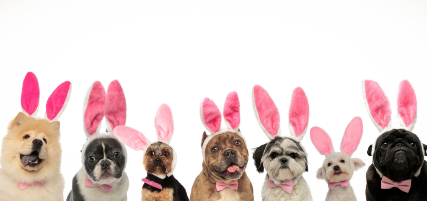 Easterdogs.png
