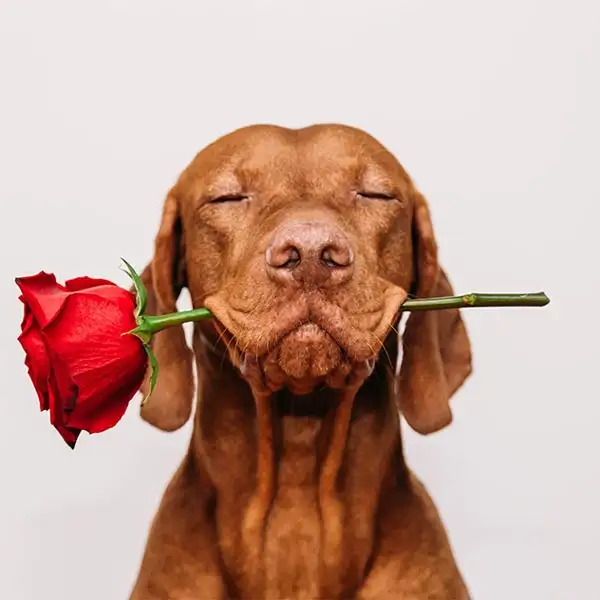 tasfleur_1-1651972636352.png