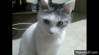 CC2.gif