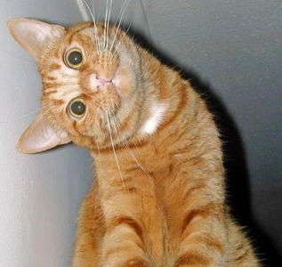 cat4.jpg