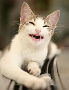 cat2.jpg