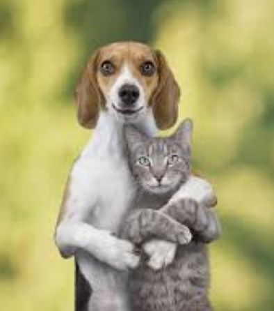 dogcat.jpg