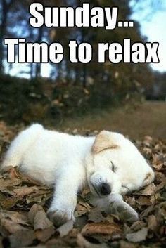 Sunday Dog.jpg