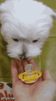 papermoonlady_0-1655612730542.gif