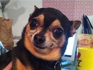 Smiley dog.jpg