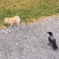 tasfleur_0-1661645879611.gif