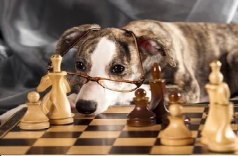 Chess Dog.jpg