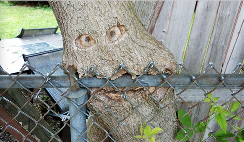 hungry tree 2.png