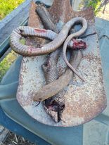 remains of brown snake found near back door yesterday