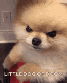 angry-dog.gif