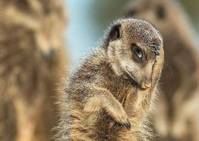 meerkat.jpg