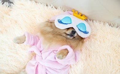 Dog Sleeping.jpg