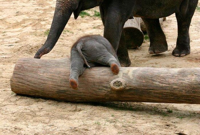 cute-baby-elephant.jpg