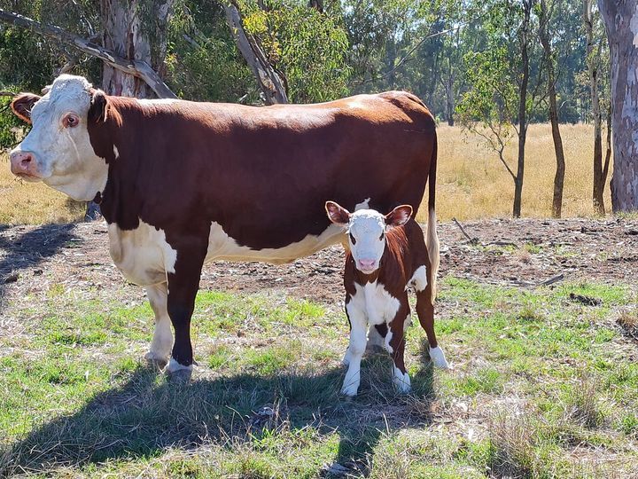 Mum & her calf