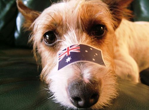 aussiedog.jpg