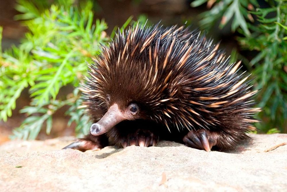 Echidna.jpg
