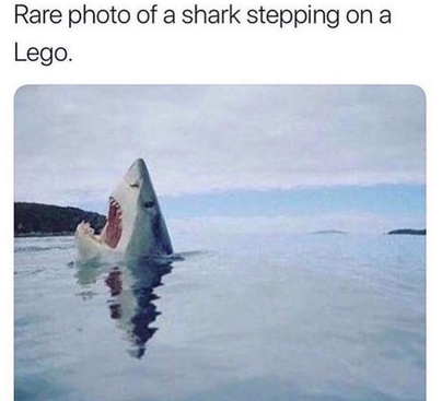 shark.png