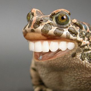 Happy Toad.jpg