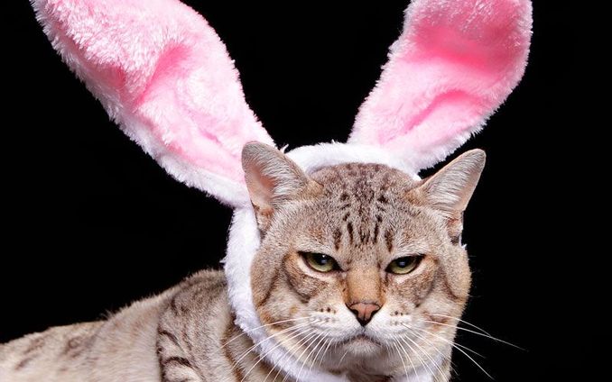 Easter-cat.jpg