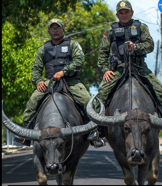 buffalo cops.png