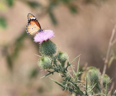 garden tende 21.jpg