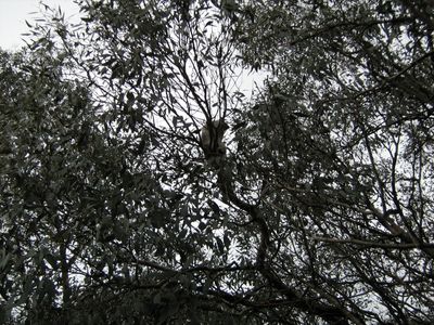 possum 0061.JPG