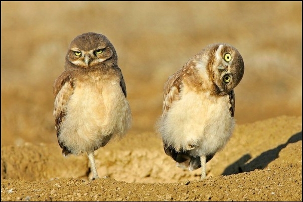Owl.jpg
