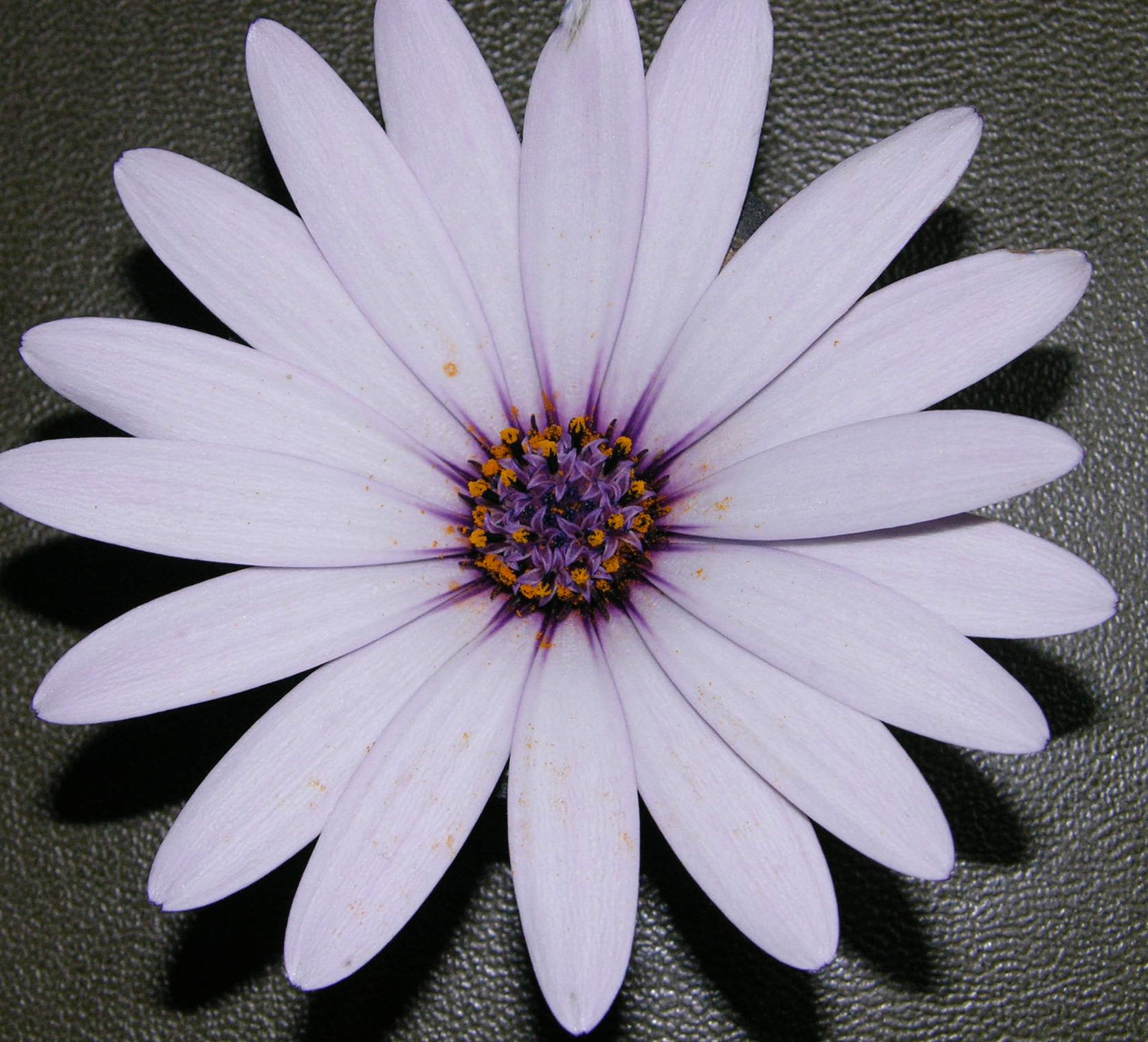 flower in flower 4.jpg