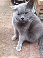 ken the lolcat.jpg