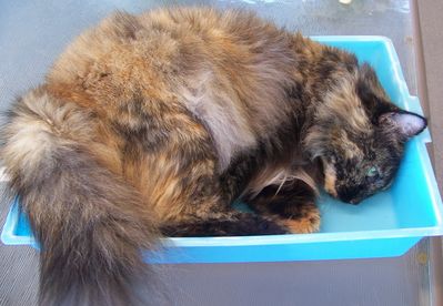 beanie in a box.JPG
