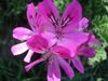 DSC00914.JPG