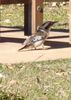kooka 2.jpg