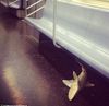 dead shark.jpg