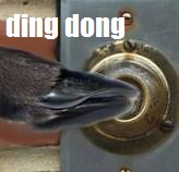 fish ringing doorbell.jpg