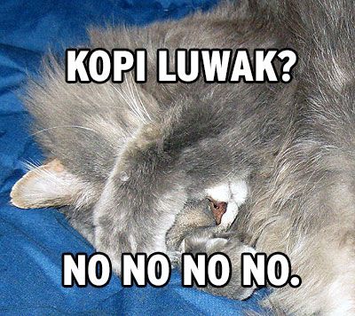 kopi-luwak2.jpg
