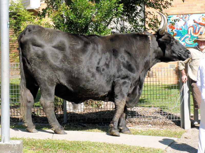 blackbull.JPG