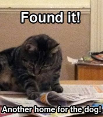 cat-pictures-funny-captions-best.jpg