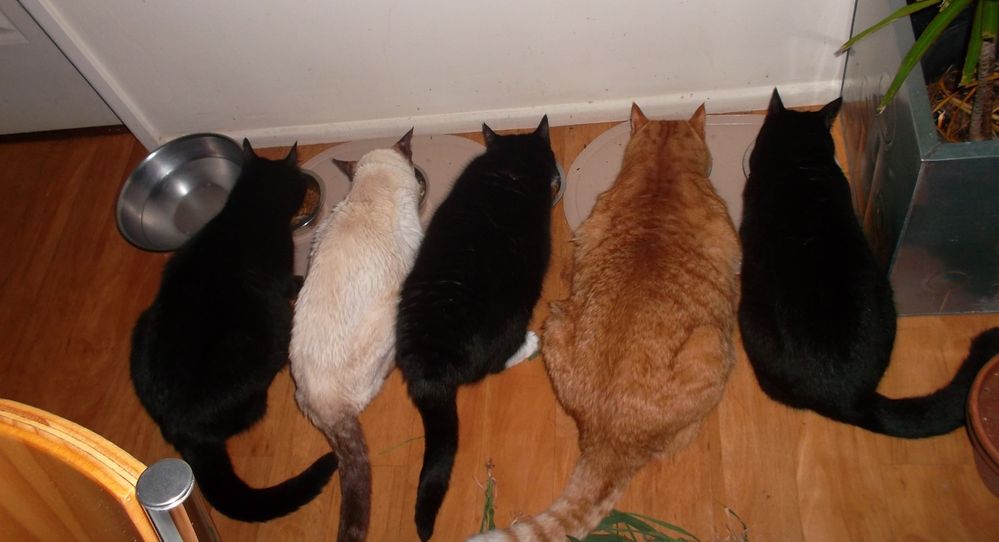 fivecats.jpg