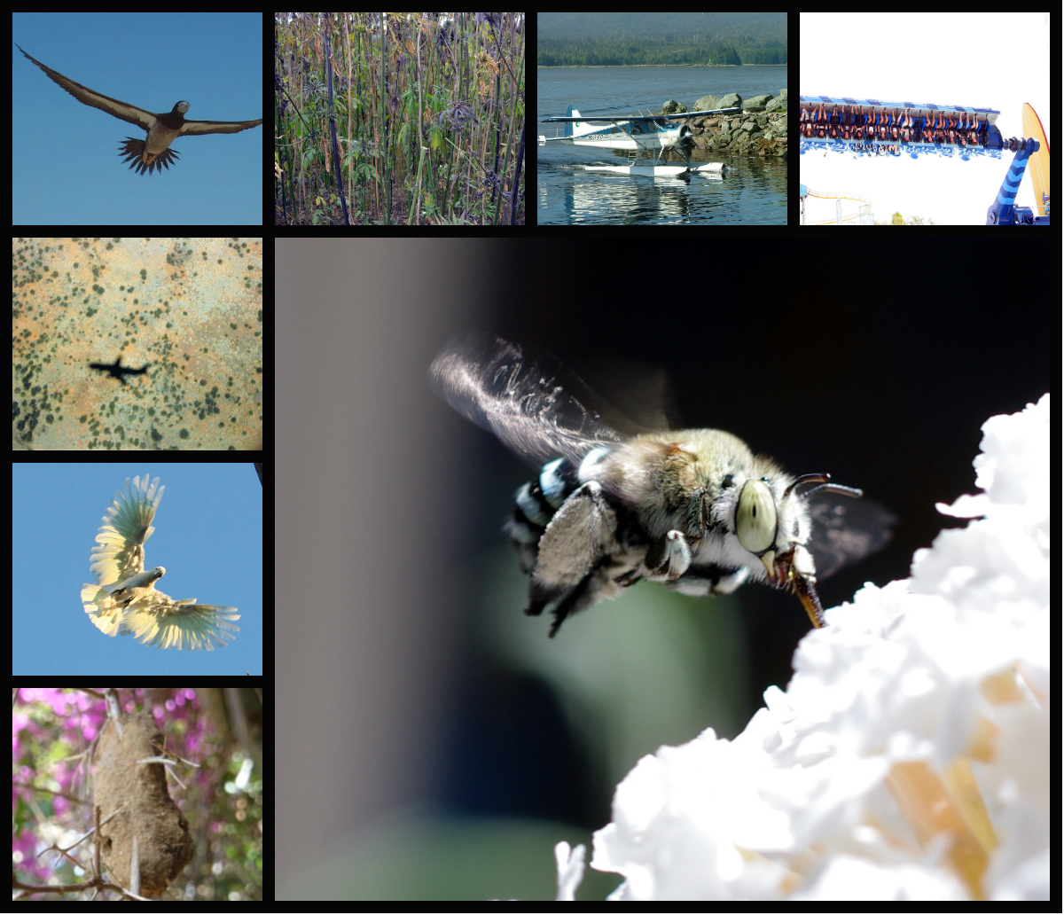Flying 2 collage.jpg