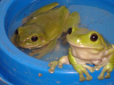 frogs 011.JPG