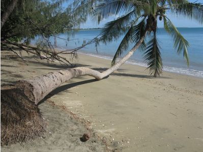 bendy tree.JPG