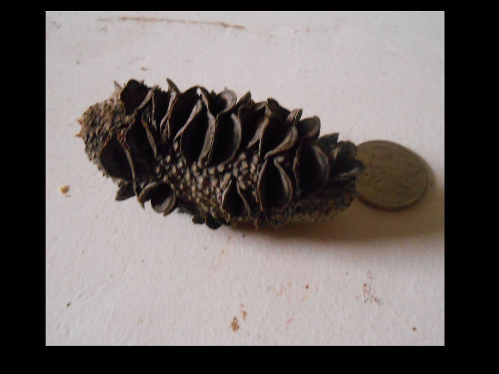 WOOD CRITTER.JPG