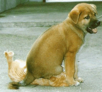 dogoncat.gif
